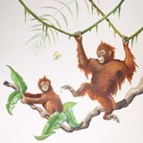 Apen jungle  muurschildering
